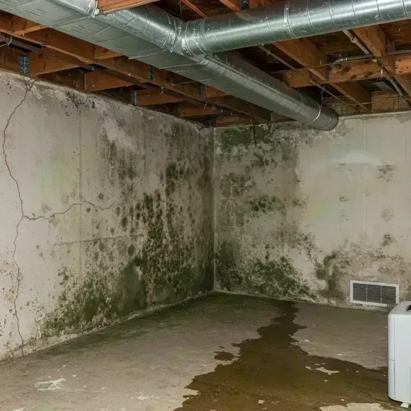 Professional Mold Removal in Severn, MD